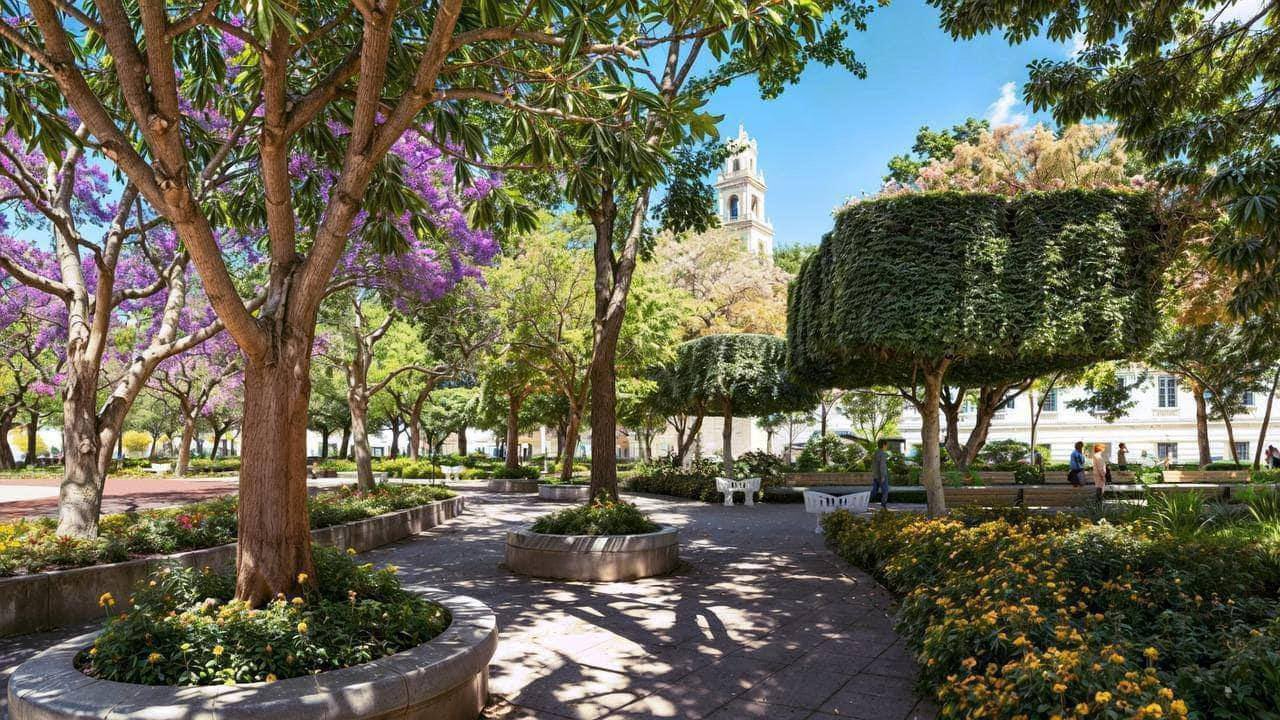 Así lucen los árboles en la Plaza Grande Así lucen los árboles en la Plaza Grande