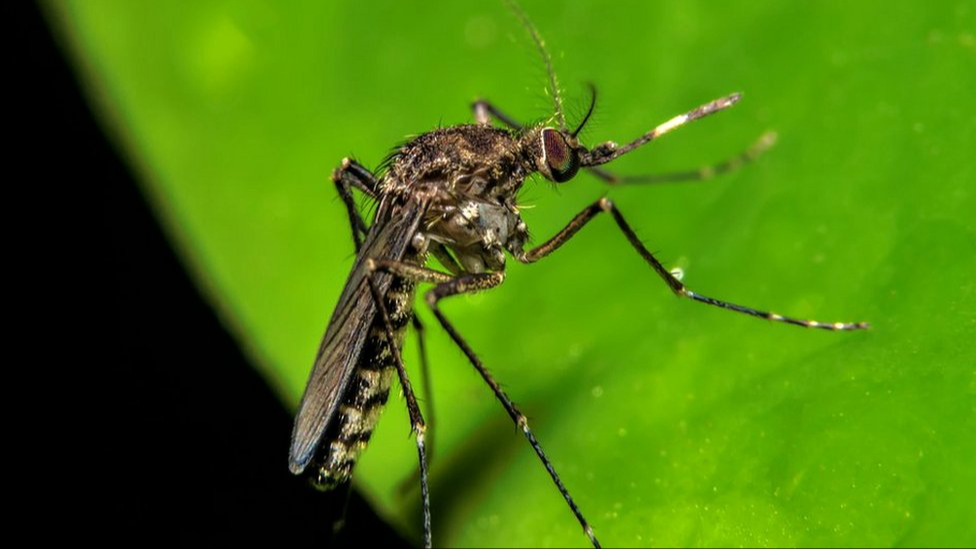 La fiebre de Oropouche se transmite por un mosquito La fiebre de Oropouche se transmite por un mosquito