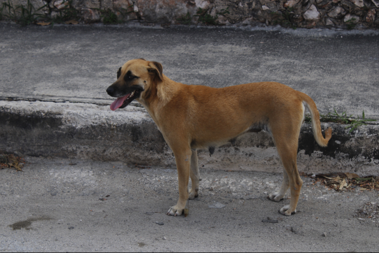 En las últimas dos semanas se han atendido 50 casos, en su mayoría cachorros de dos meses En las últimas dos semanas se han atendido 50 casos, en su mayoría cachorros de dos meses