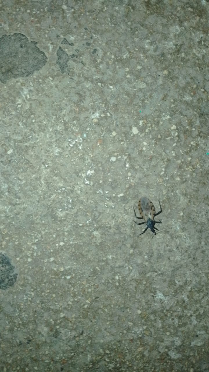 Instan a la ciudadanía a evitar acumular basura ya que el bicho anida en ésta. Instan a la ciudadanía a evitar acumular basura ya que el bicho anida en ésta.