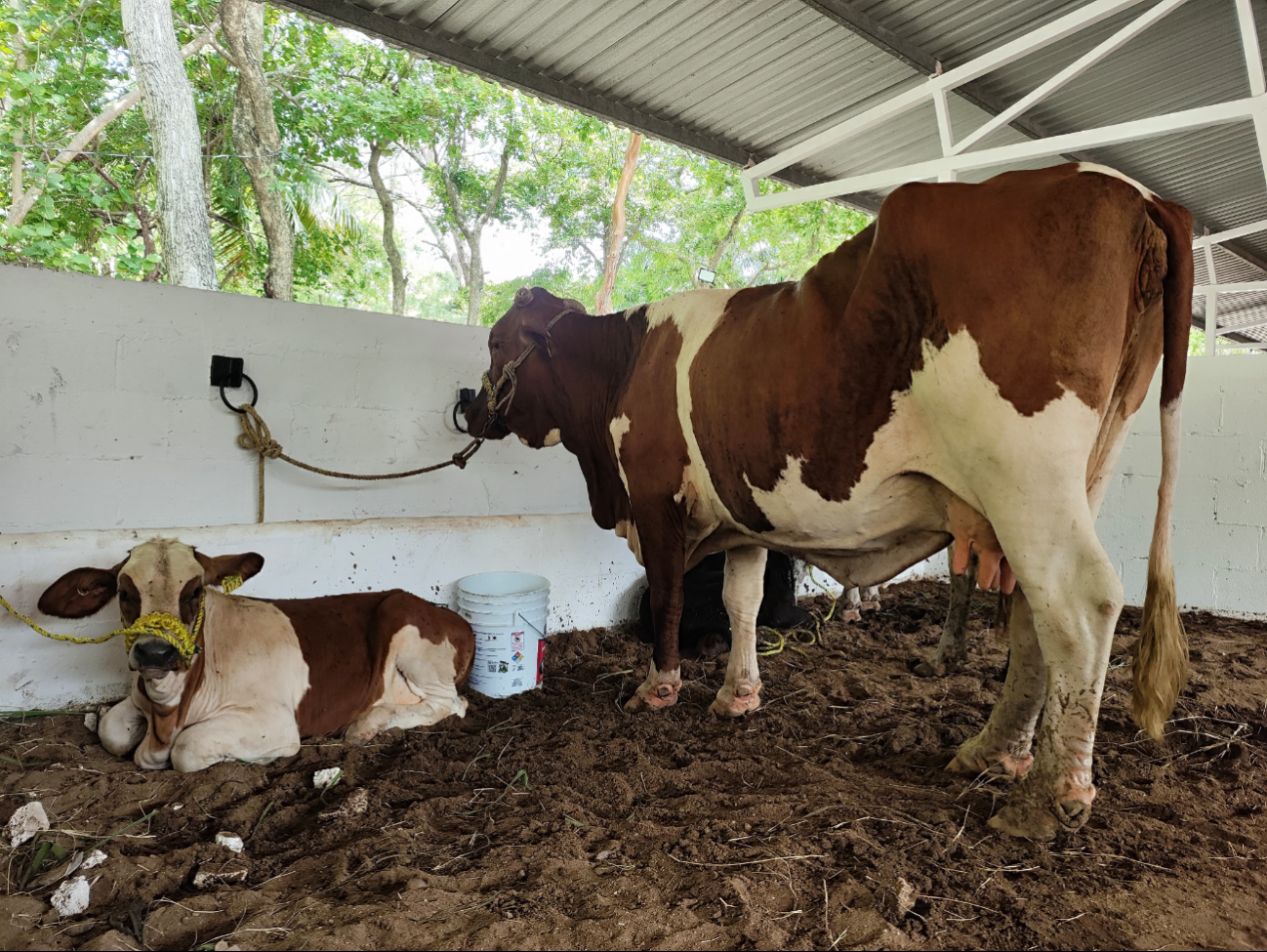 Los ganaderos hacen un gran esfuerzo para participar en la Feria del Carmen y la leche extraída se obsequia a la población. Los ganaderos hacen un gran esfuerzo para participar en la Feria del Carmen y la leche extraída se obsequia a la población.