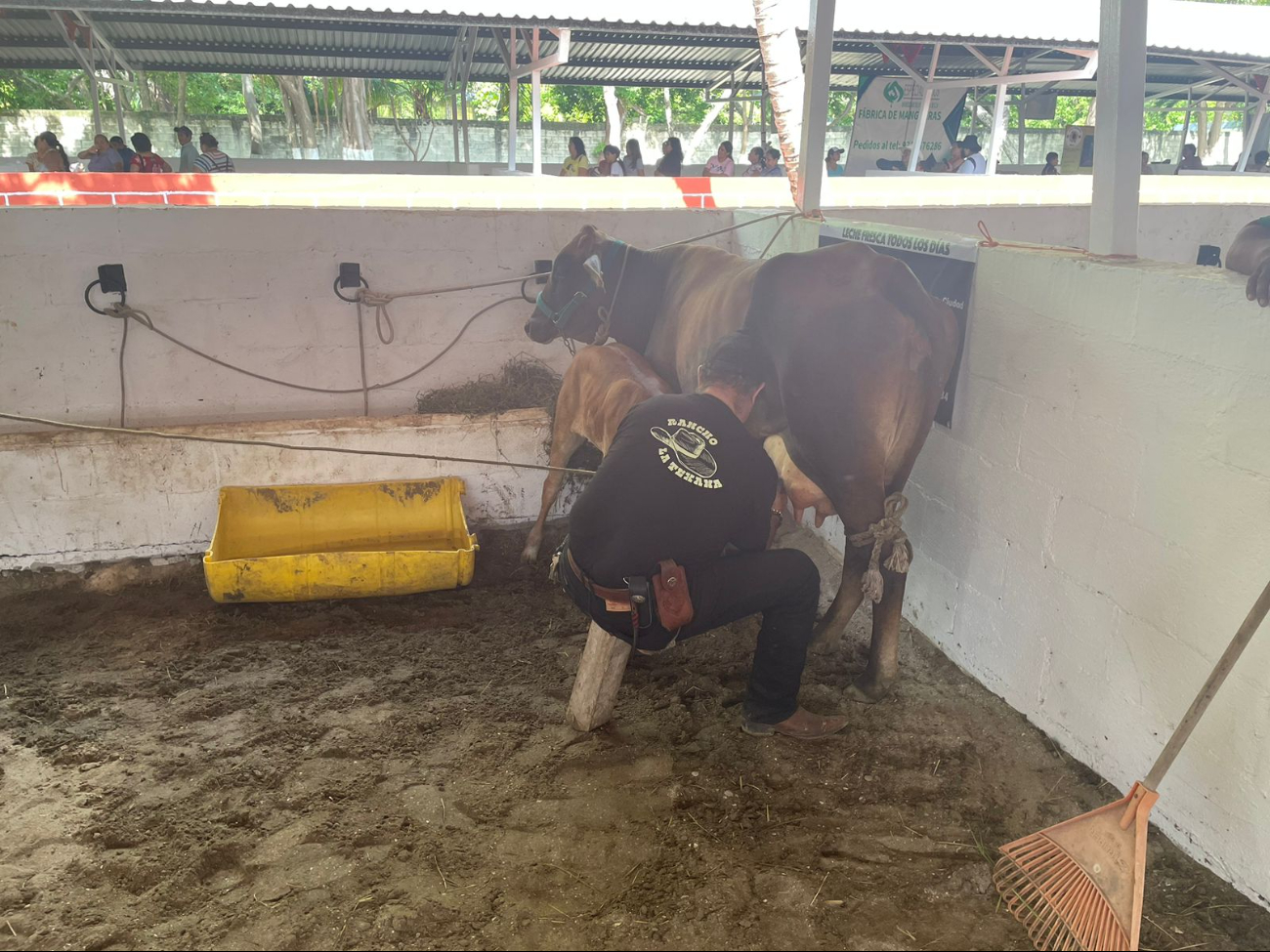 Realizan concurso de la Vaca Lechera en la Expo Ganadera de Ciudad del Carmen
