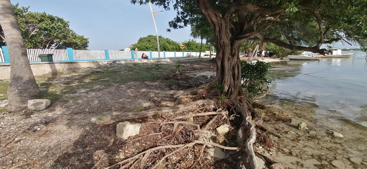 Pescadores acusan a la Apiqroo  de destruir plantas de manglar en Isla Mujeres