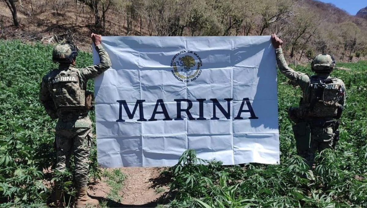 Marina y FGR desmantelan más de 200 laboratorios de drogas en Sinaloa, Durango y Sonora