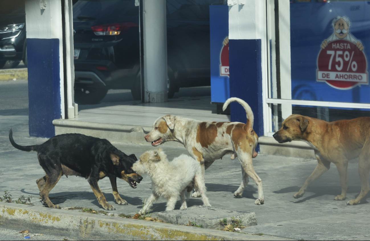 Especialistas aseguran que el repunte de perros con esta enfermedad, registrado en toda la Península, se debe a las lluvias Especialistas aseguran que el repunte de perros con esta enfermedad, registrado en toda la Península, se debe a las lluvias