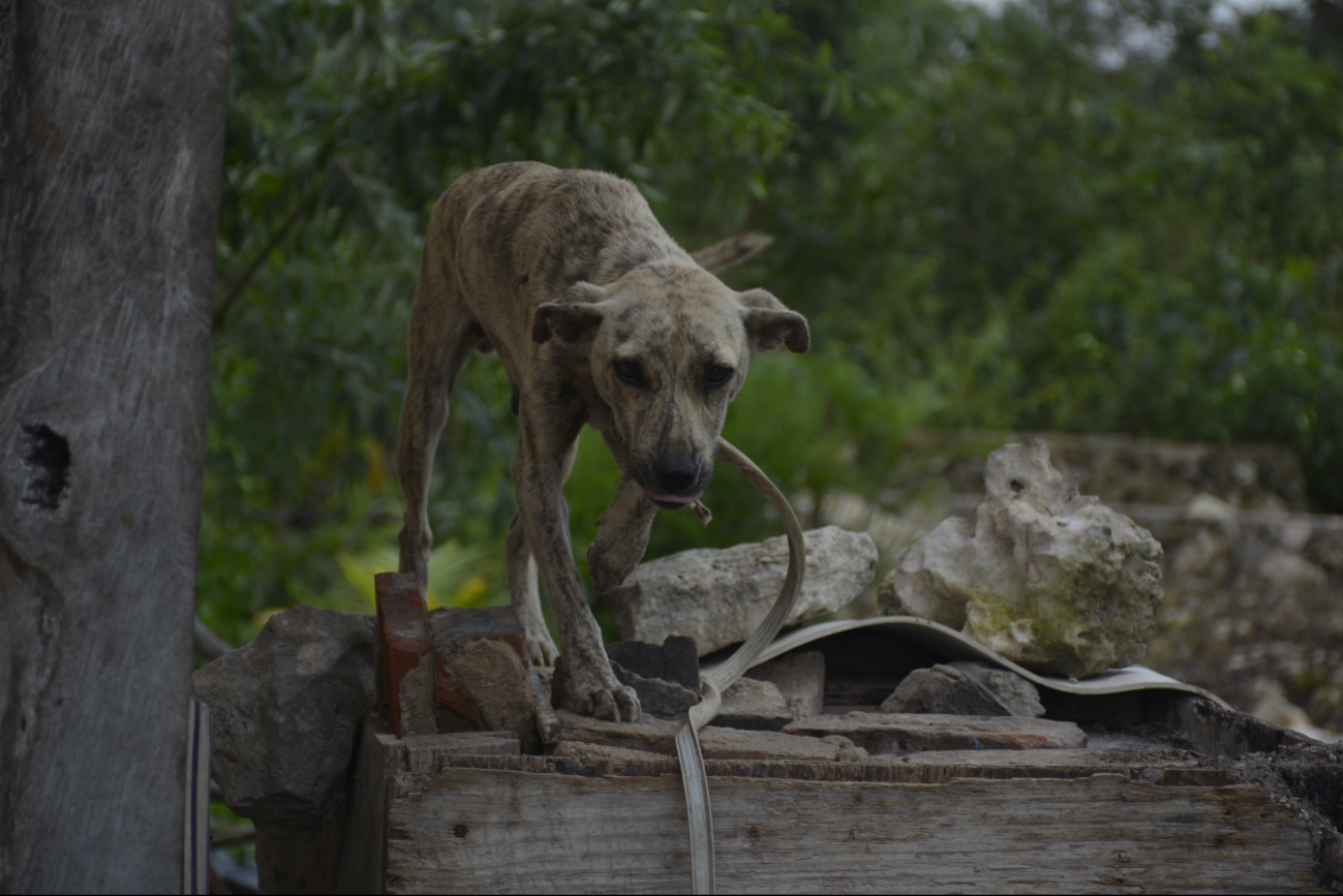 La mayoría de los dueños llevan a sus animales al médico cuando ya es tarde La mayoría de los dueños llevan a sus animales al médico cuando ya es tarde