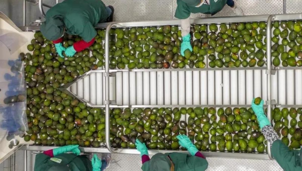 La Secretaría de Economía cerró con éxito el caso de RV Fresh Foods al amparo del Mecanismo Laboral de Respuesta Rápida del T-MEC La Secretaría de Economía cerró con éxito el caso de RV Fresh Foods al amparo del Mecanismo Laboral de Respuesta Rápida del T-MEC