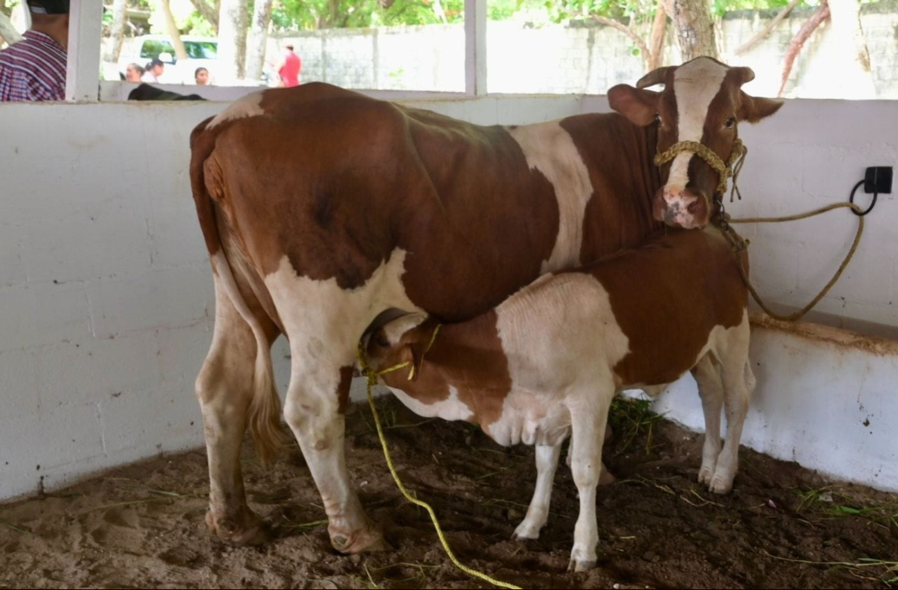 Las seis vacas participantes produjeron más de 181 litros de leche, que fueron regalados a la población carmelitana. Las seis vacas participantes produjeron más de 181 litros de leche, que fueron regalados a la población carmelitana.