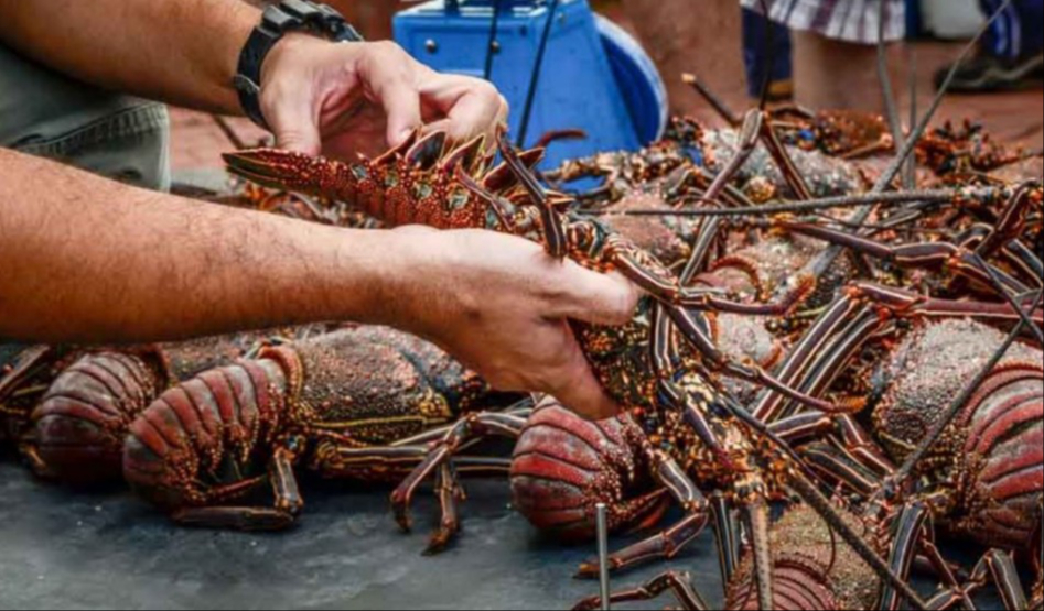 En Isla Mujeres, la langosta se vende hasta en 300 pesos