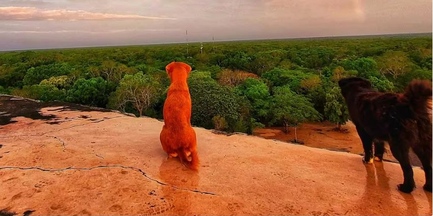 El amor de Keb por los perros no se detiene con Duke. El amor de Keb por los perros no se detiene con Duke.