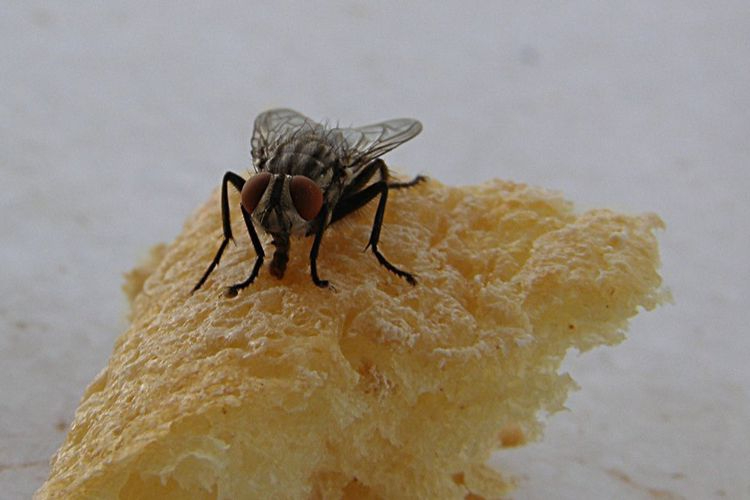 Yucatecos dan consejos para prevenirse de la “plaga de moscas”