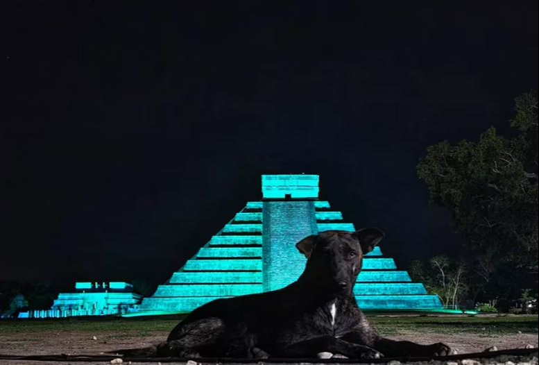 Los perros se volvieron en visitantes habituales de la zona arqueológica. Los perros se volvieron en visitantes habituales de la zona arqueológica.