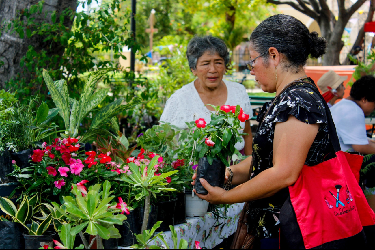 En las jornadas de la Expo se pueden encontrar flores del desierto, cítricos, colgantes, coronas de Cristo, entre otras En las jornadas de la Expo se pueden encontrar flores del desierto, cítricos, colgantes, coronas de Cristo, entre otras