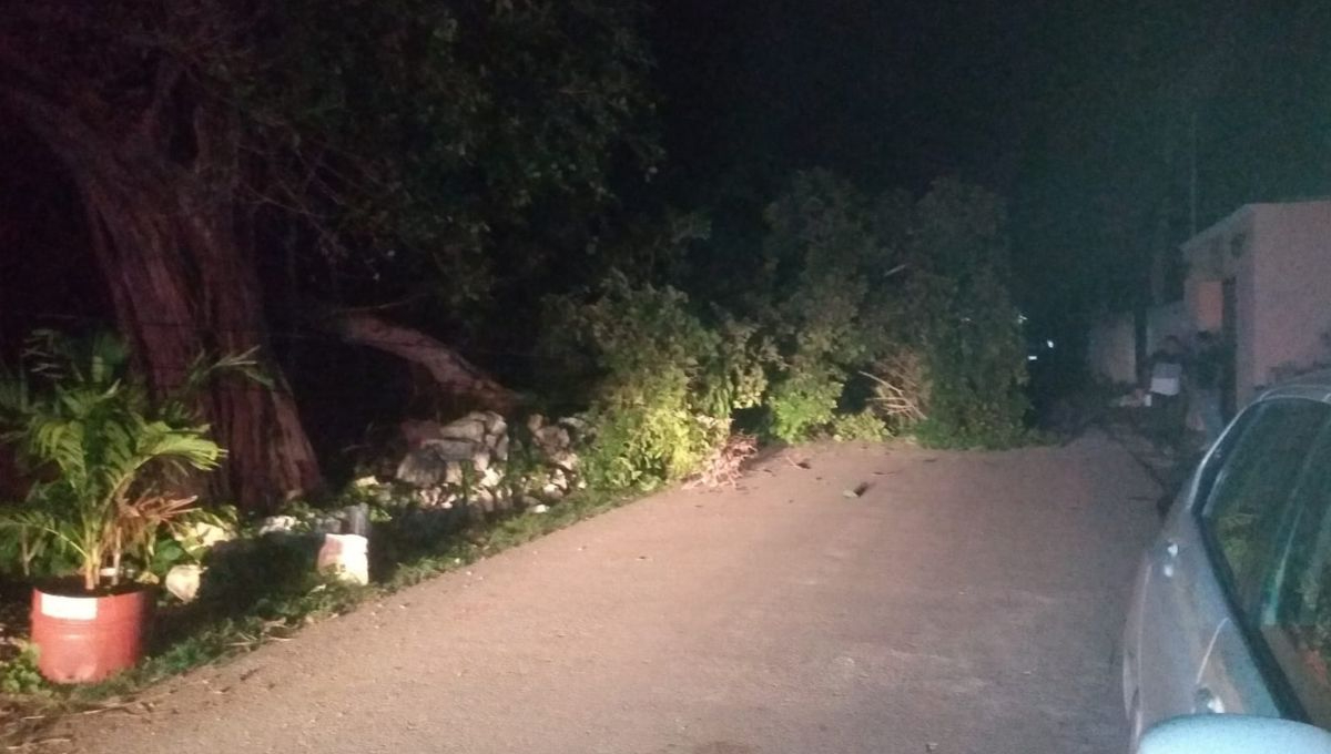 Así luce el árbol de álamo sobre la carretera Así luce el árbol de álamo sobre la carretera