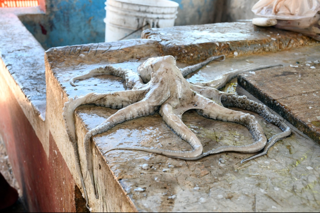 Pescadores de Sabancuy tienen "esperanza" en la temporada de pulpo  