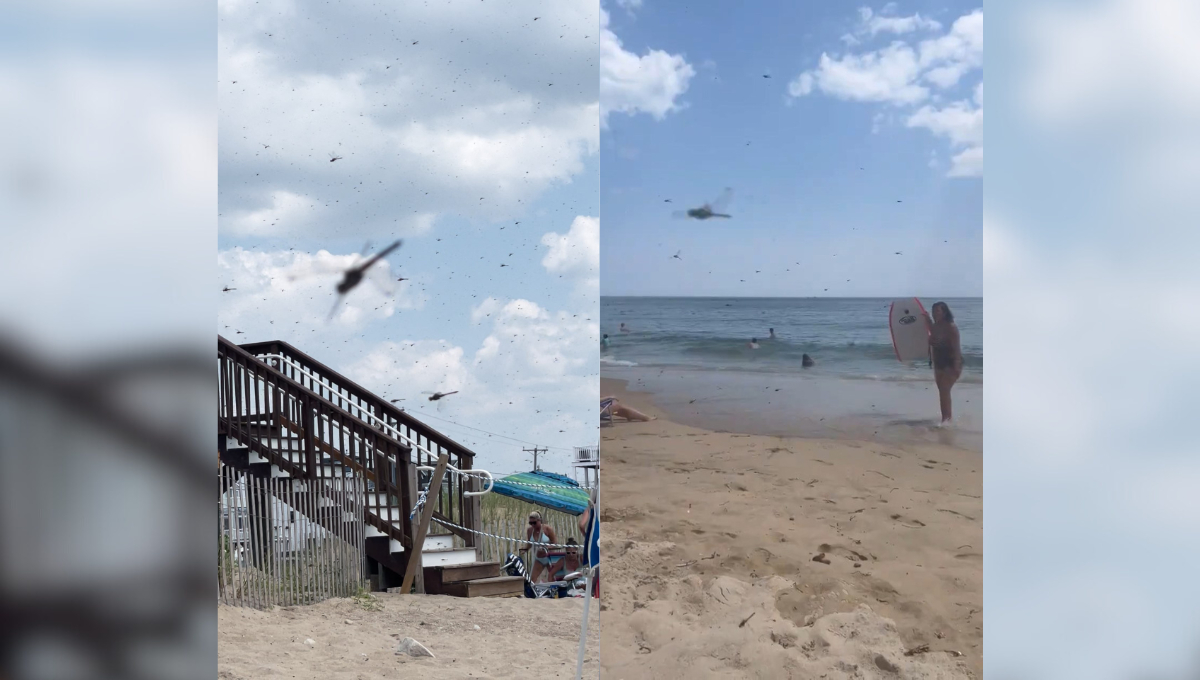 El 27 de julio, un enjambre de libélulas sorprendió a los bañistas en la playa Misquamicut, Rhode Island. El 27 de julio, un enjambre de libélulas sorprendió a los bañistas en la playa Misquamicut, Rhode Island.