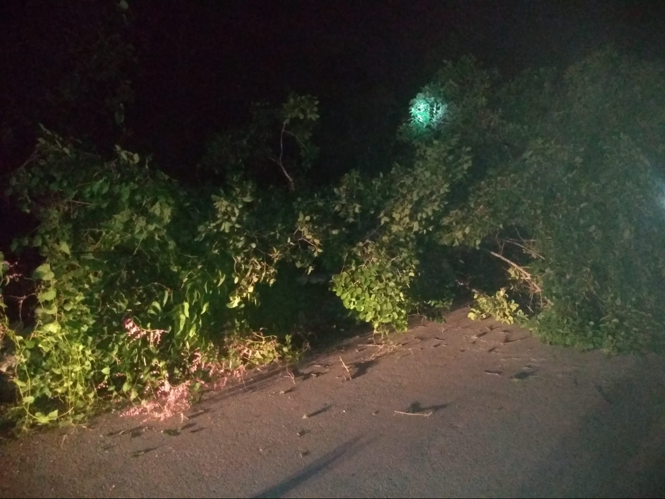 El árbol invadió la carretera El árbol invadió la carretera
