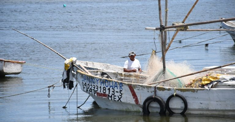 Temporada de pulpo, nueva esperanza para pescadores Temporada de pulpo, nueva esperanza para pescadores