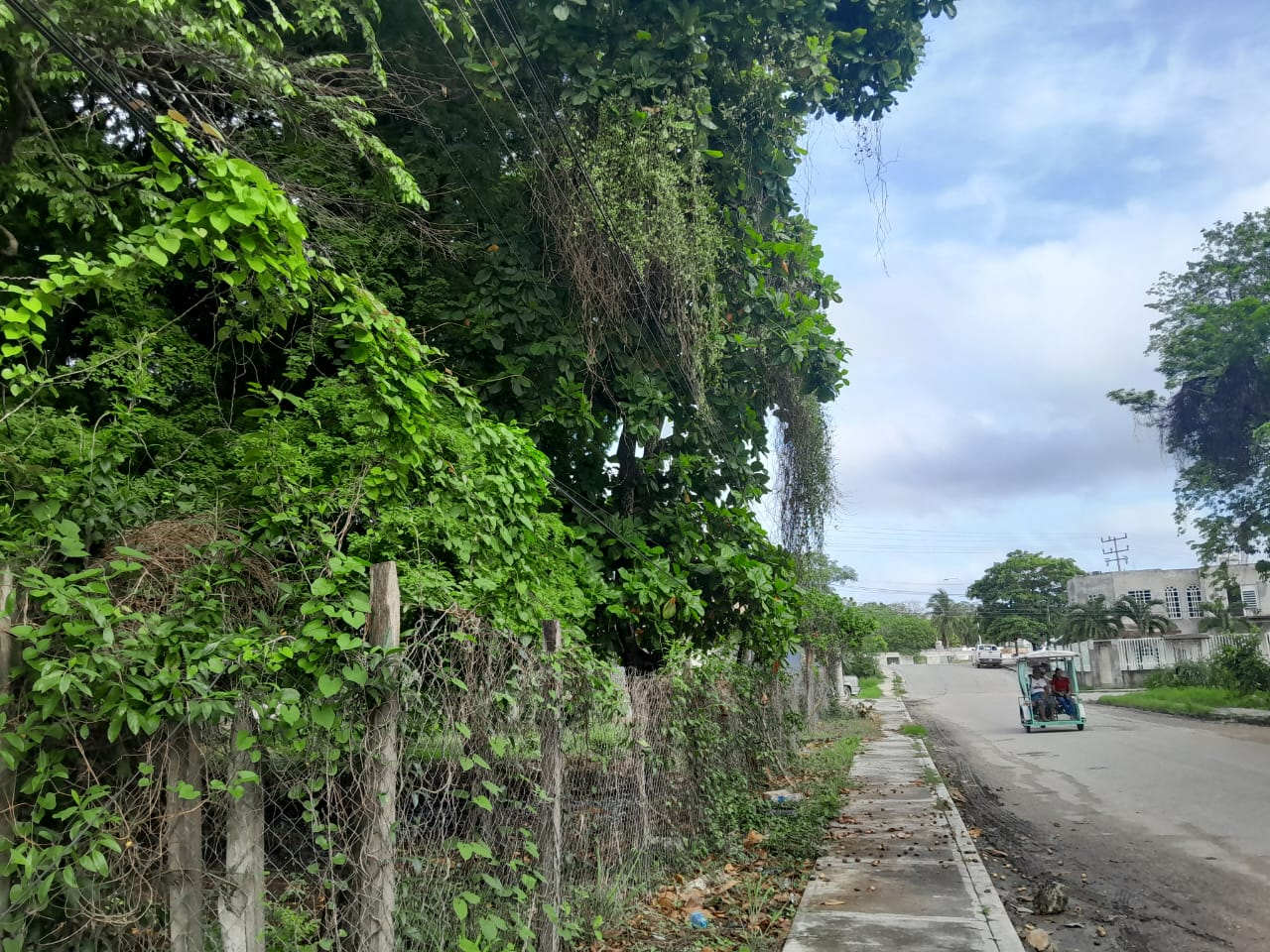 Árbol en contacto con líneas de alta y mediana tensión causa apagones en Colonia Revolución. Árbol en contacto con líneas de alta y mediana tensión causa apagones en Colonia Revolución.