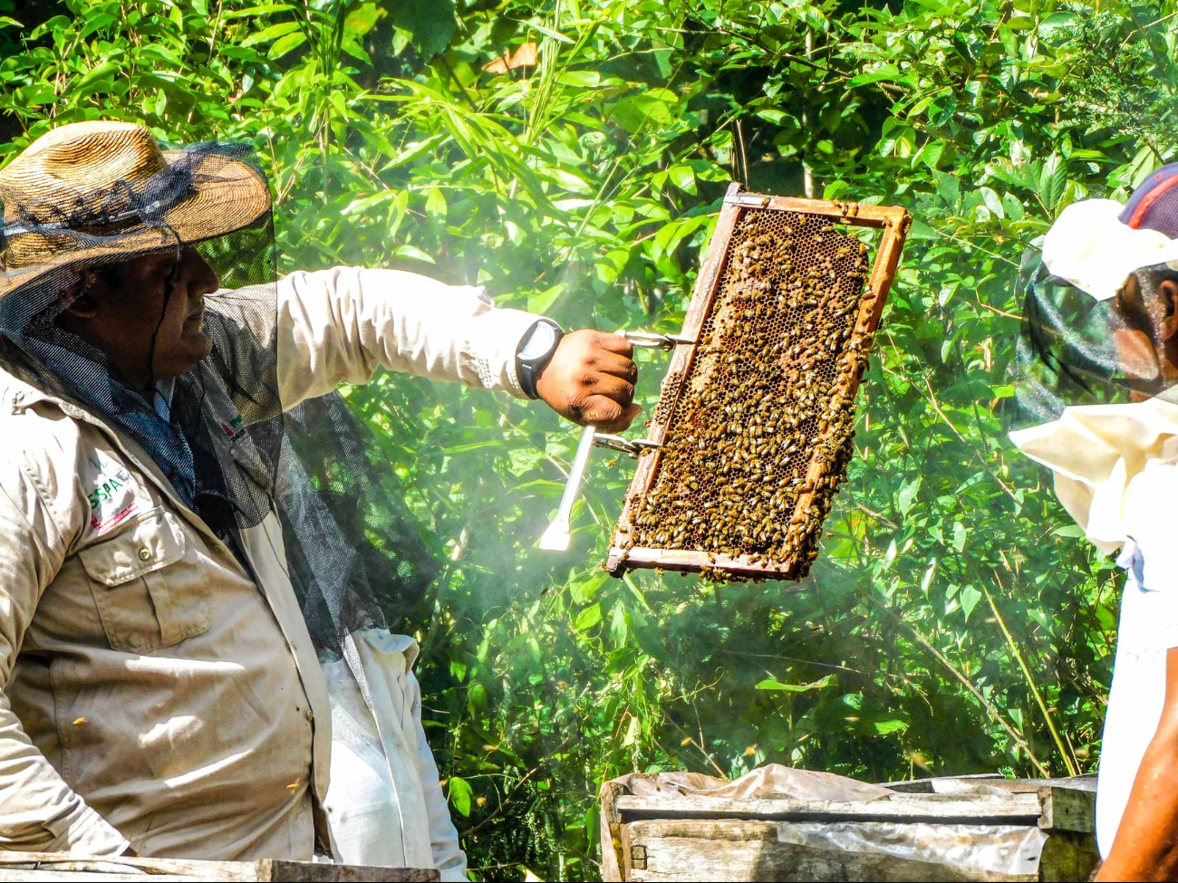 Disminución en la producción de miel y afectación a ingresos de apicultores. Disminución en la producción de miel y afectación a ingresos de apicultores.