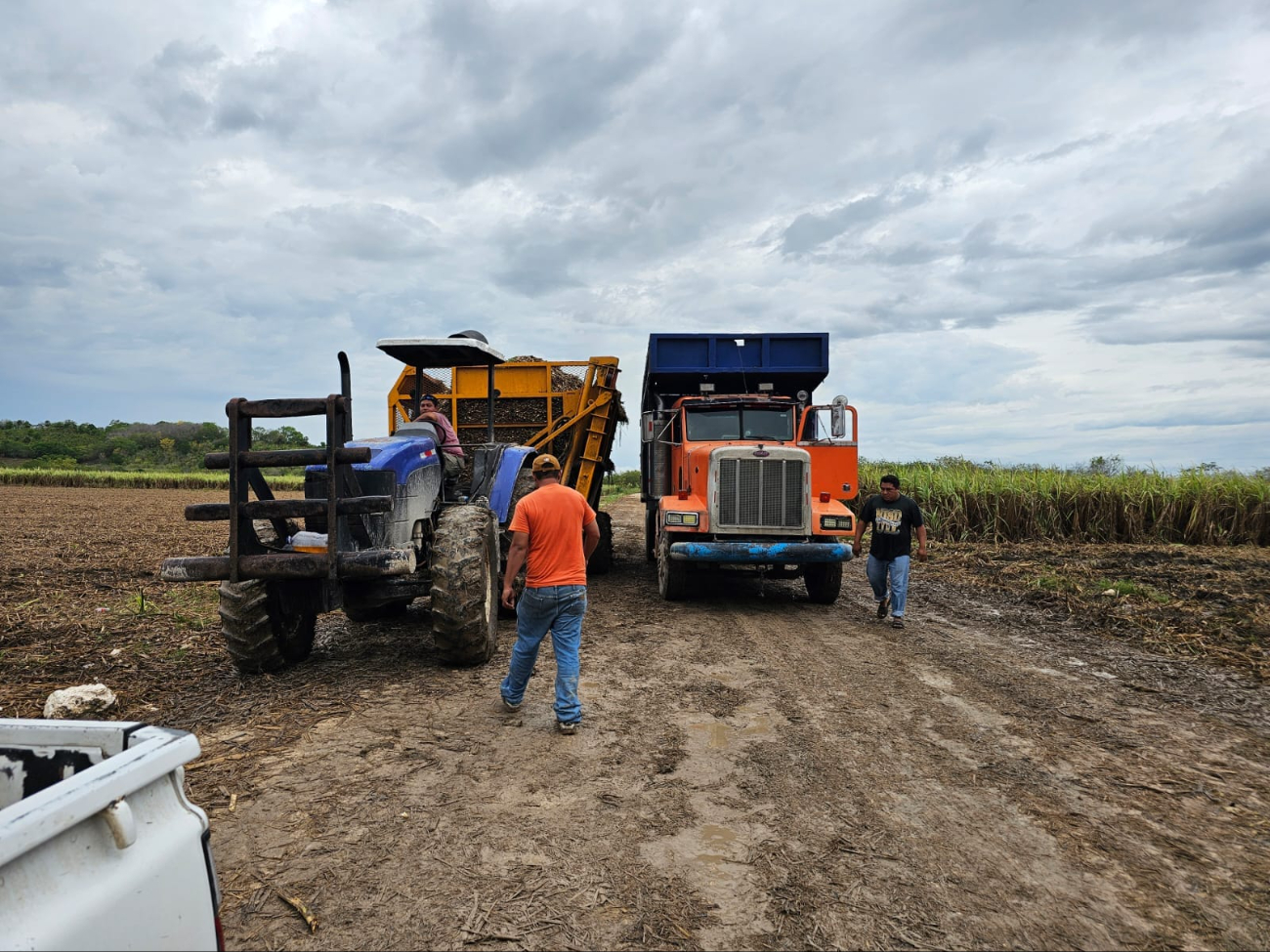 Las precipitaciones pluviales que se registraron en junio causaron anegaciones y complicaron las labores. Las precipitaciones pluviales que se registraron en junio causaron anegaciones y complicaron las labores.