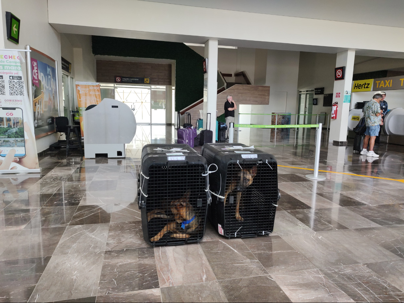 Nuevos perros policías en Campeche:  Lupi y Rex llegan desde Texas para reforzar la seguridad