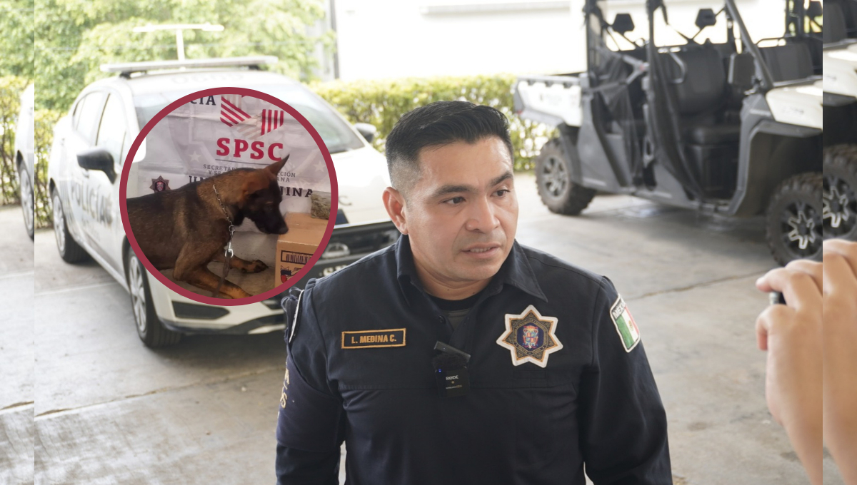 Perros policías de Campeche, indispensable para la detección oportuna de tráfico de sustancias ilegales 