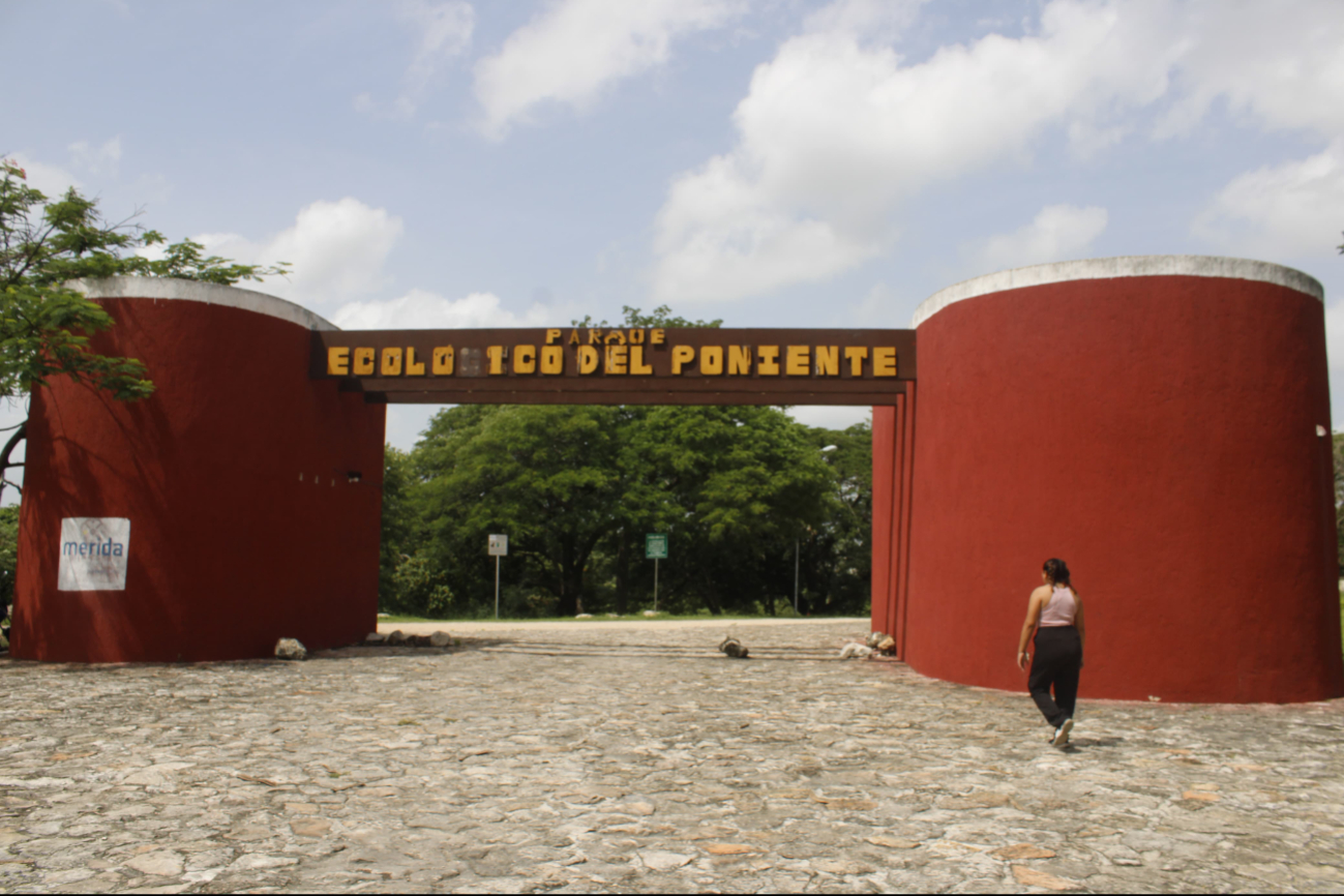 Un video viral desató la búsqueda de un cocodrilo en el Parque Ecológico del Poniente de Mérida Un video viral desató la búsqueda de un cocodrilo en el Parque Ecológico del Poniente de Mérida