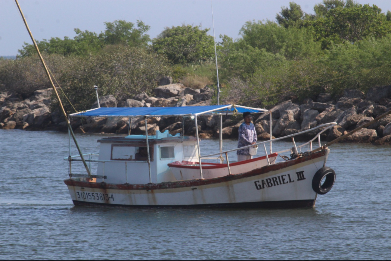 Temporada de pulpo, la salvación de los pescadores en Yucatán