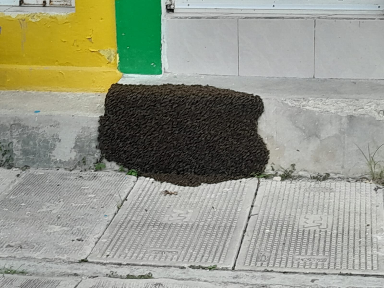 Enjambre de abejas pone en riesgo a personas. Enjambre de abejas pone en riesgo a personas.