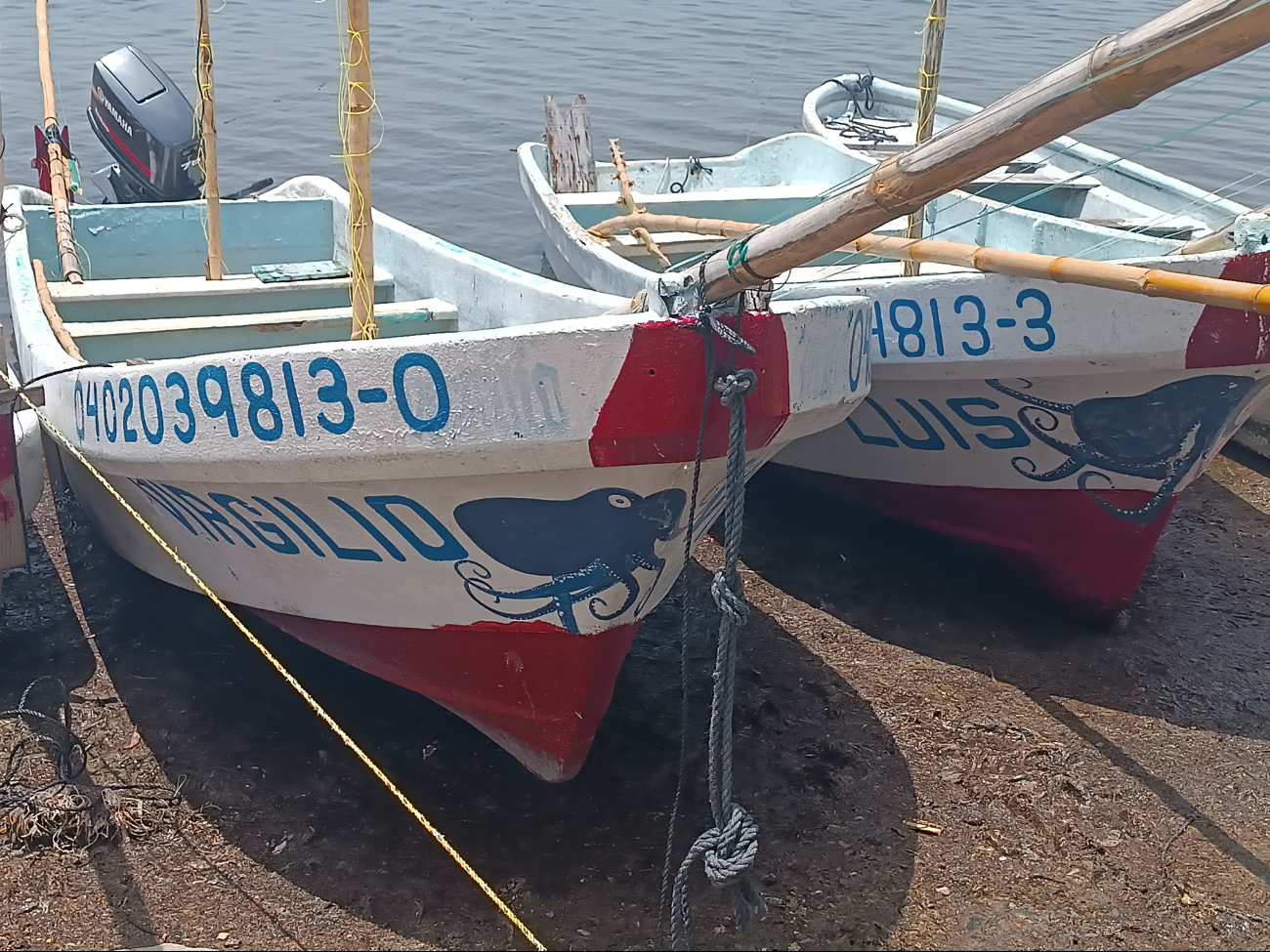 La temporada de pulpo inicia desde el primer segundo del primero de agosto La temporada de pulpo inicia desde el primer segundo del primero de agosto
