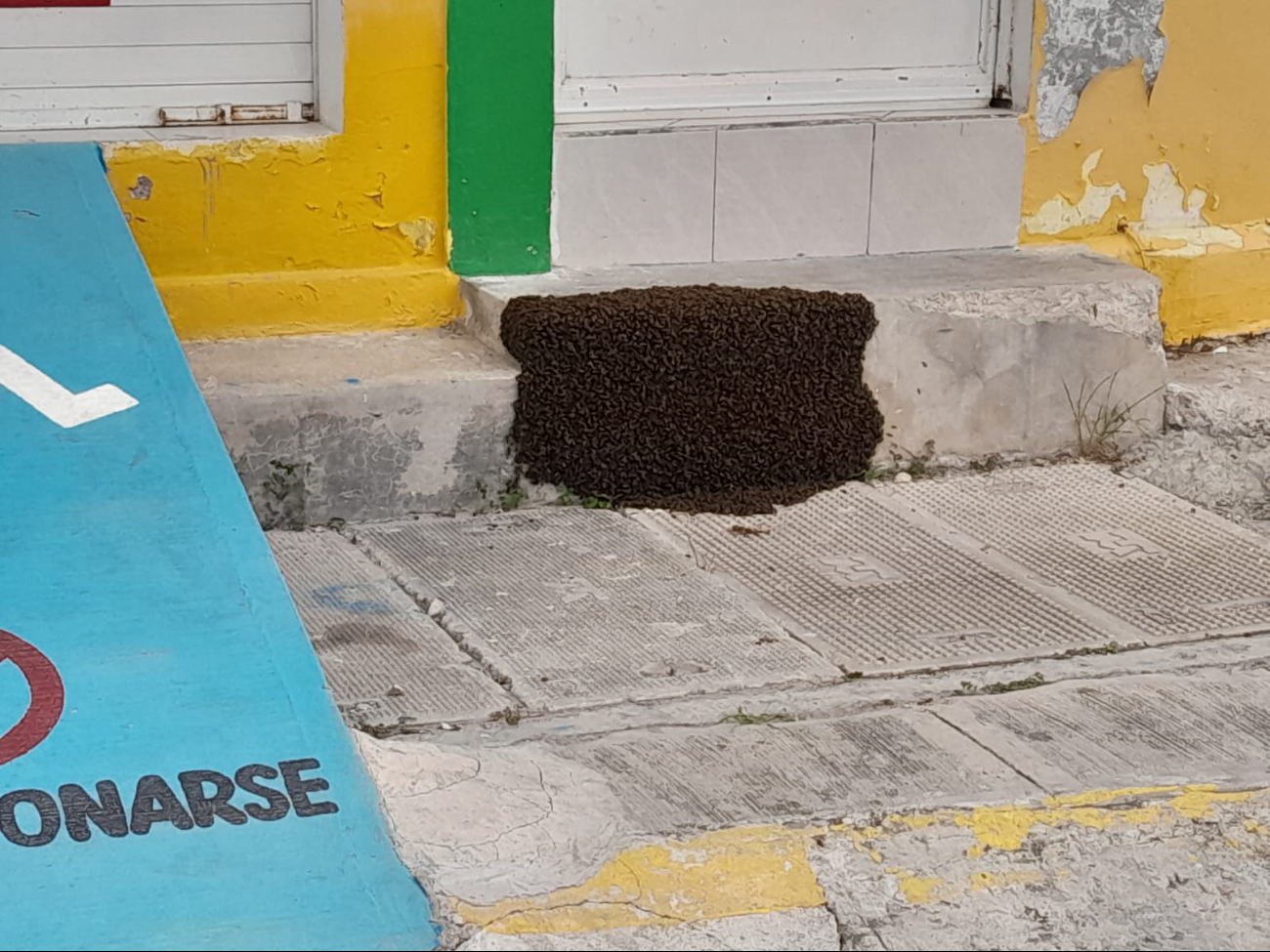 Las abejas apostadas en la entrada de la vivienda