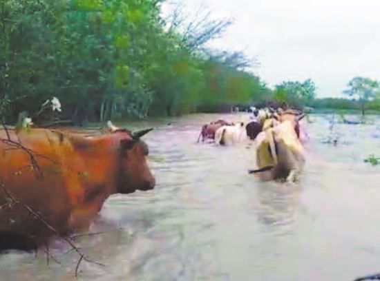Los Chenes han sido duramente castigados por las inundaciones. Los Chenes han sido duramente castigados por las inundaciones.