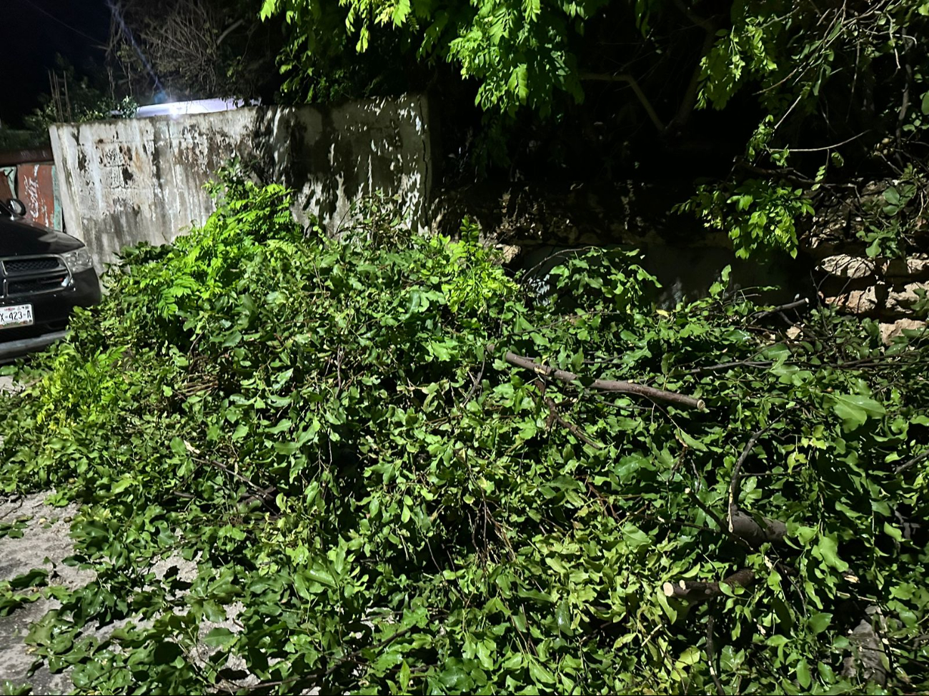 Reblandecimiento de tierra provoca caída de árboles en el barrio de Santa Ana, en Campeche