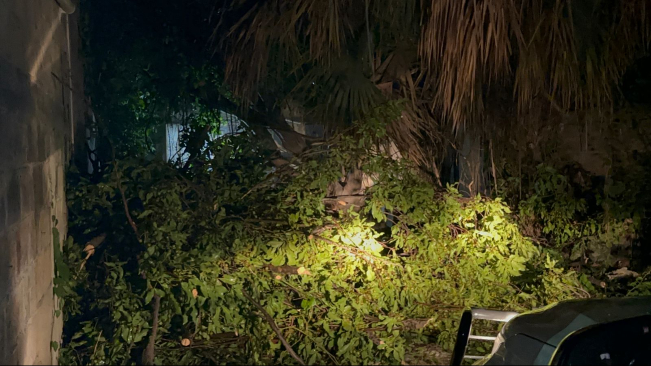 Así lucían los árboles en el barrio de Santa Ana Así lucían los árboles en el barrio de Santa Ana