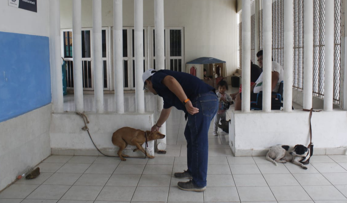 Las mascotas también son recibidas en los refugios Las mascotas también son recibidas en los refugios