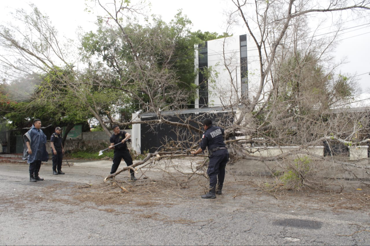 Solamente se registra la caída de árboles en Yucatán