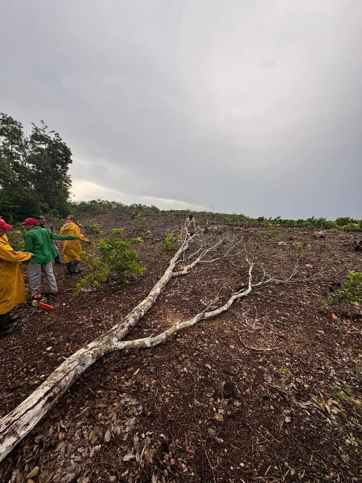 Un árbol cayó sobre el tendido eléctrico debido a fuertes vientos y lluvia, afectando el sur de Hopelchén. Un árbol cayó sobre el tendido eléctrico debido a fuertes vientos y lluvia, afectando el sur de Hopelchén.