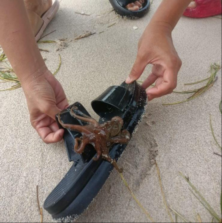 Pulpos tipo “baby” fue lo que más se vio en la costa de Progreso tras el paso del Huracán Beryl