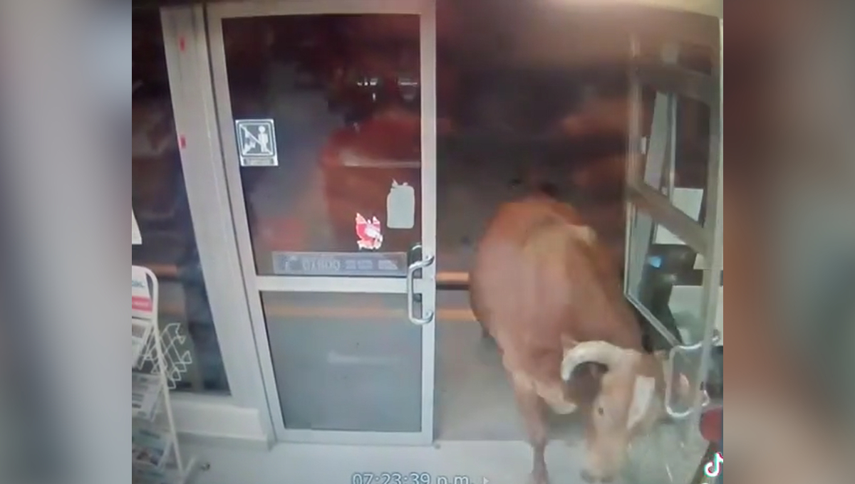   ¡México mágico! Toro irrumpe tienda de conveniencia y causa pánico  