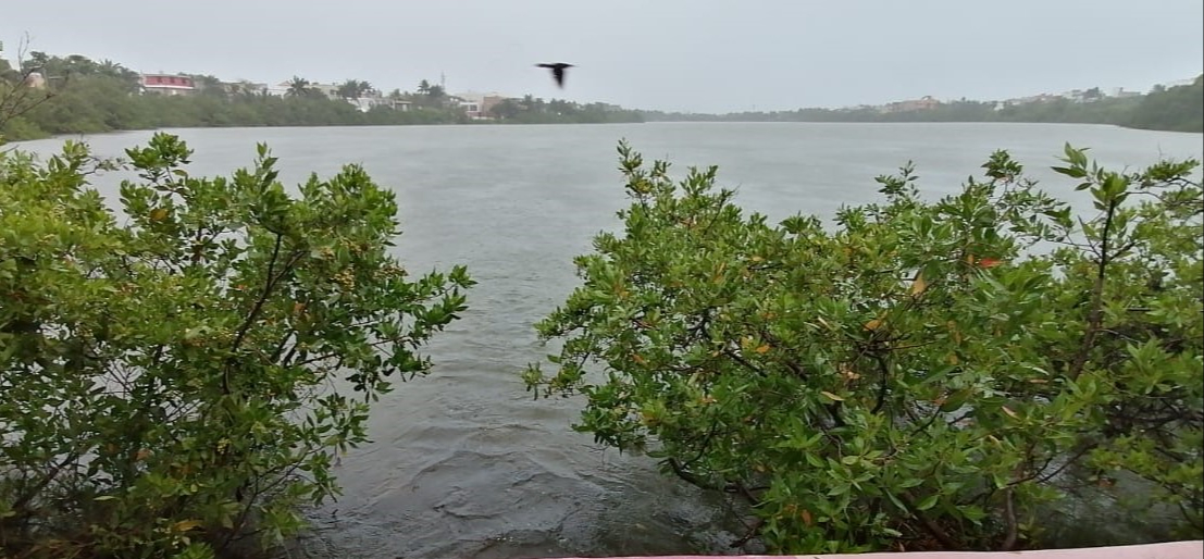 Desaguan salinas por riesgo de desborde en Isla Mujeres