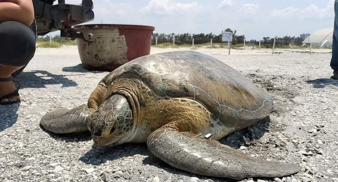 Se han detectado gran cantidad de nidos en las diversas playas del Estado, por ejemplo, en Punta Xen se tienen cerca de 600, pero en Playa Bonita sólo 12.