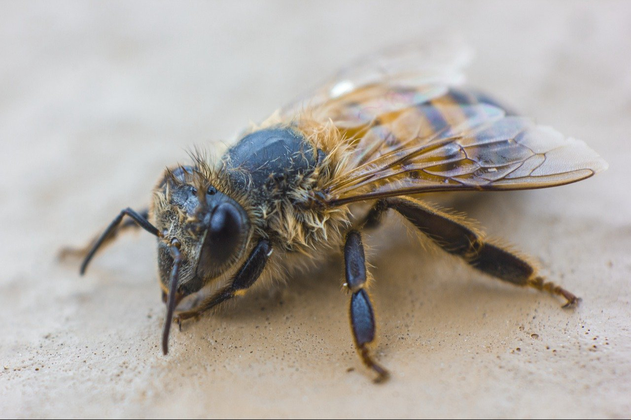 Aspecto detallado de una abeja Aspecto detallado de una abeja