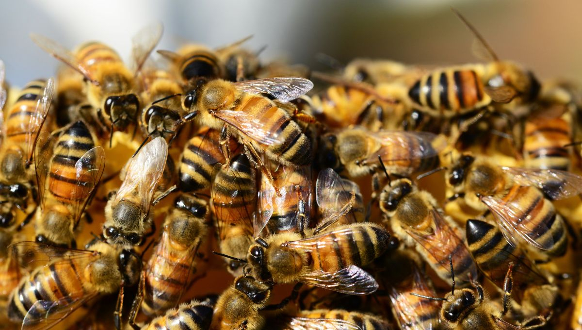 Los dueños de las abejas no dieron la cara ante el hecho Los dueños de las abejas no dieron la cara ante el hecho