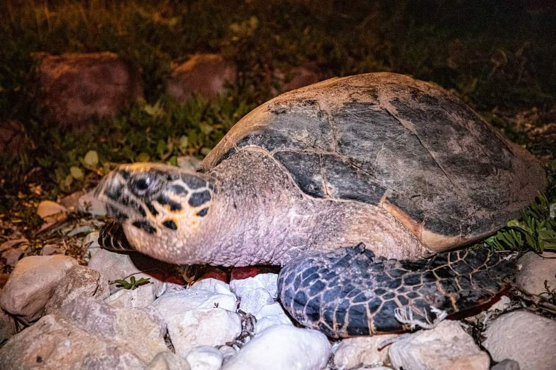  En Campeche, vigilan campamentos tortugueros  para proteger huevos de saqueos   