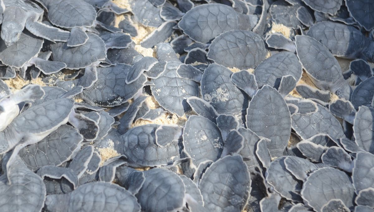 Vigilan zona de anidación de tortugas en Playa del Carmen, tras Huracán Beryl