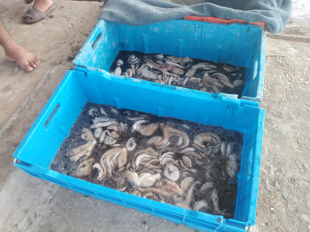 Capturaron entre 20 y 25 kilos de pulpo por lancha, mejorando respecto al año pasado. Capturaron entre 20 y 25 kilos de pulpo por lancha, mejorando respecto al año pasado.