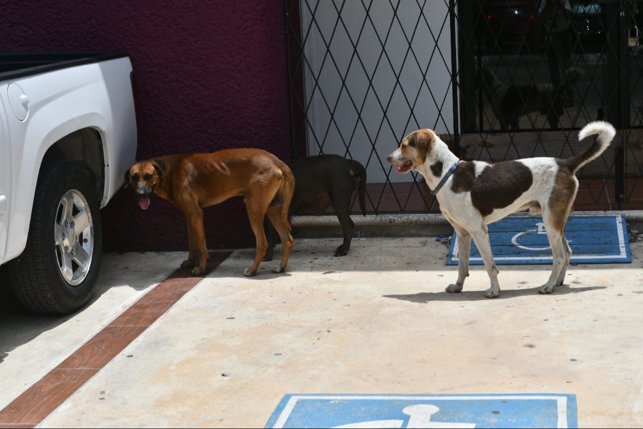  Primera orden de aprehensión en Ciudad del Carmen por maltrato animal 