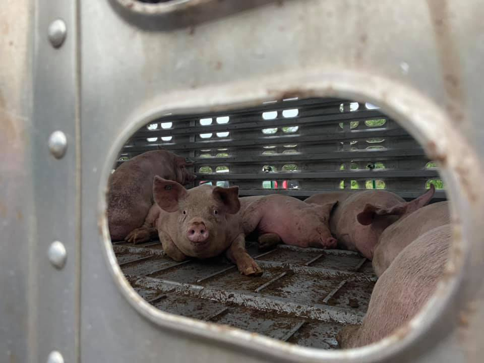 Investigadores de la universidad han señalado los daños que causan las granjas al medio ambiente. Investigadores de la universidad han señalado los daños que causan las granjas al medio ambiente.
