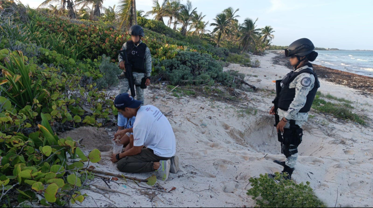 Tras asegurar el contenido y contactar a las autoridades ambientales, el nido fue trasladado al Parque del Jaguar Tras asegurar el contenido y contactar a las autoridades ambientales, el nido fue trasladado al Parque del Jaguar
